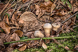 Bernhard Saalfeld - Dhuenn (9v9)